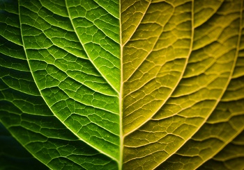 Φλεβική Ανεπάρκεια - Κιρσοί Κάτω Ακρών