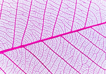 Σύνδρομο Πυελικής Συμφόρησης