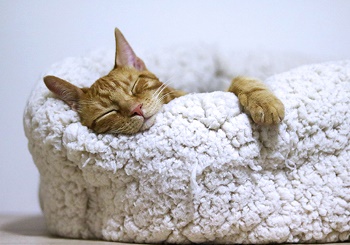 Σύνδρομο Ύπνου Άπνοιας